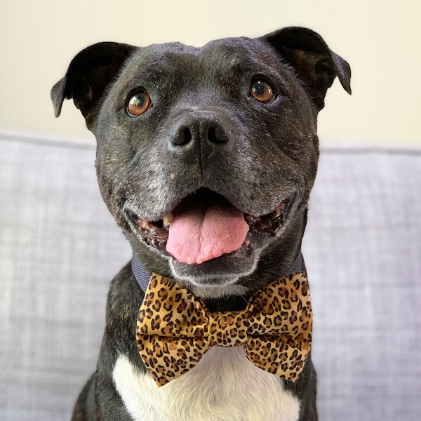 Safari Dog Bow Tie / Leopard Print Dog Bow Tie / Dog Bow Ties