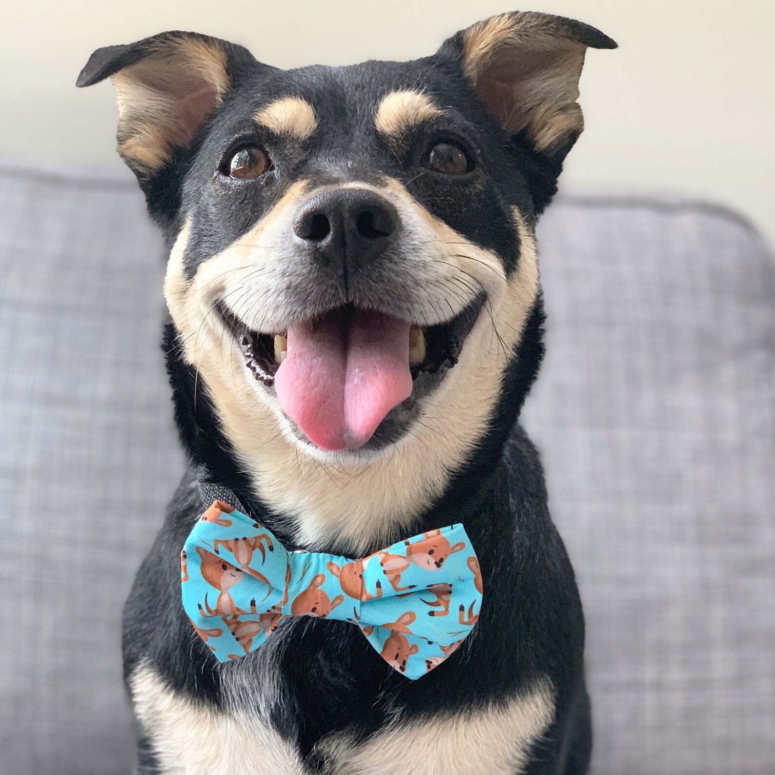 Känguru Hund Fliege / Aussie Hund Fliege Hundehalsband Etsy