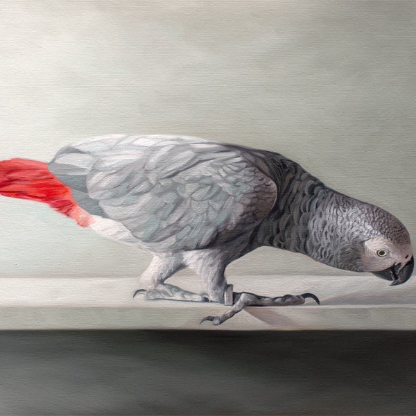 Curious African Grey Parrot | Bird Oil Painting Signed Fine Art Print | Direct from Artist