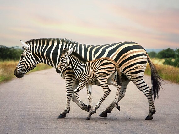 Running Zebras Animal Photography Africa Safari Archival Etsy