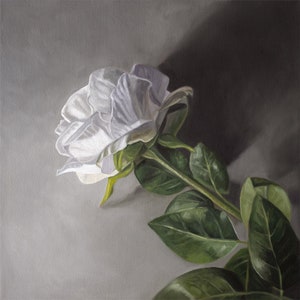 White Rose | Floral Flower Oil Painting Signed Fine Art Print | Direct from Artist
