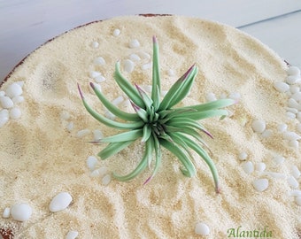 Succulent Cake Topper Succulent Cake Toppers Wedding Cake Topper Tropical Wedding Tropical Cake Topper Cake Decoration Cactus Cake Topper