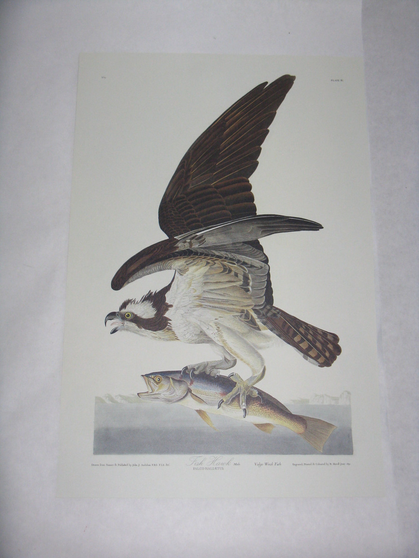 Audubon print unframed bird Fish Hawk reproduction | Etsy