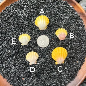 May include: Five small seashells in shades of yellow, orange, and pink are arranged on a bed of black gravel. A U.S. quarter coin is placed among the shells for size comparison. The shells have a ribbed texture.