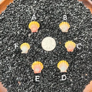 May include: Six small, colorful scallop shells with yellow and pink hues are arranged on a bed of black gravel. A quarter coin is placed in the center for size comparison. The shells are labeled A through F.