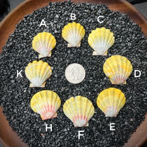 May include: A collection of eleven scallop shells, each with a unique pattern of yellow and pink hues. The shells are arranged on a bed of black gravel, with a US quarter coin for size comparison. The shells are in a wooden bowl.