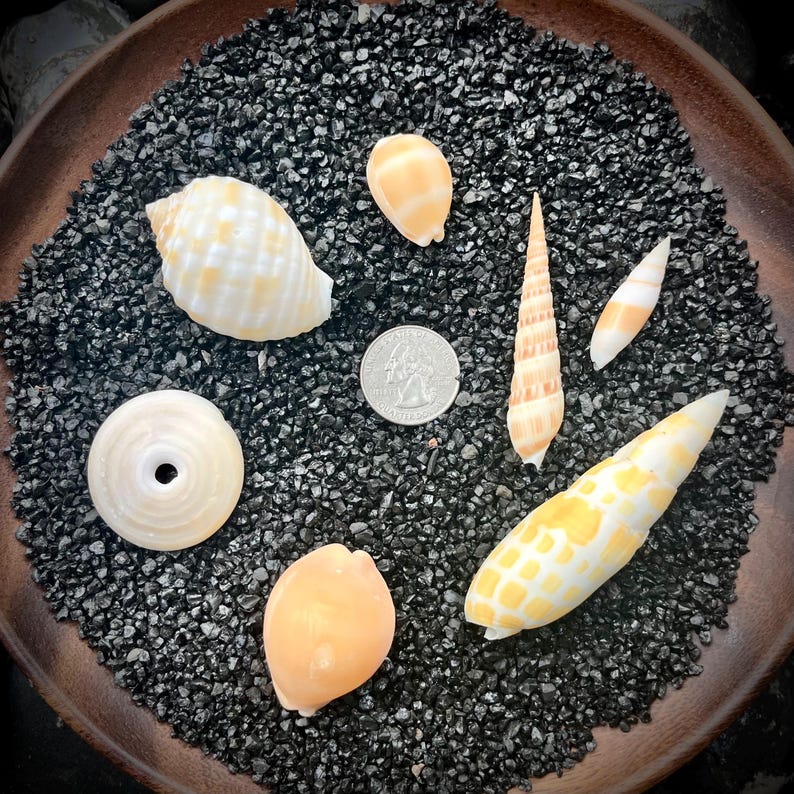 Lot of 7 - Hawaii Assorted Mixed Lot of Seashells - Etsy