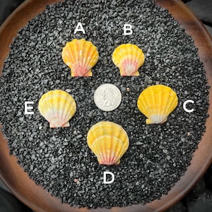 May include: Five decorative scallop shells in shades of yellow and orange, arranged on a bed of black gravel. A US quarter coin is placed among the shells for size comparison. The shells have a ribbed texture and a pinkish-red base.