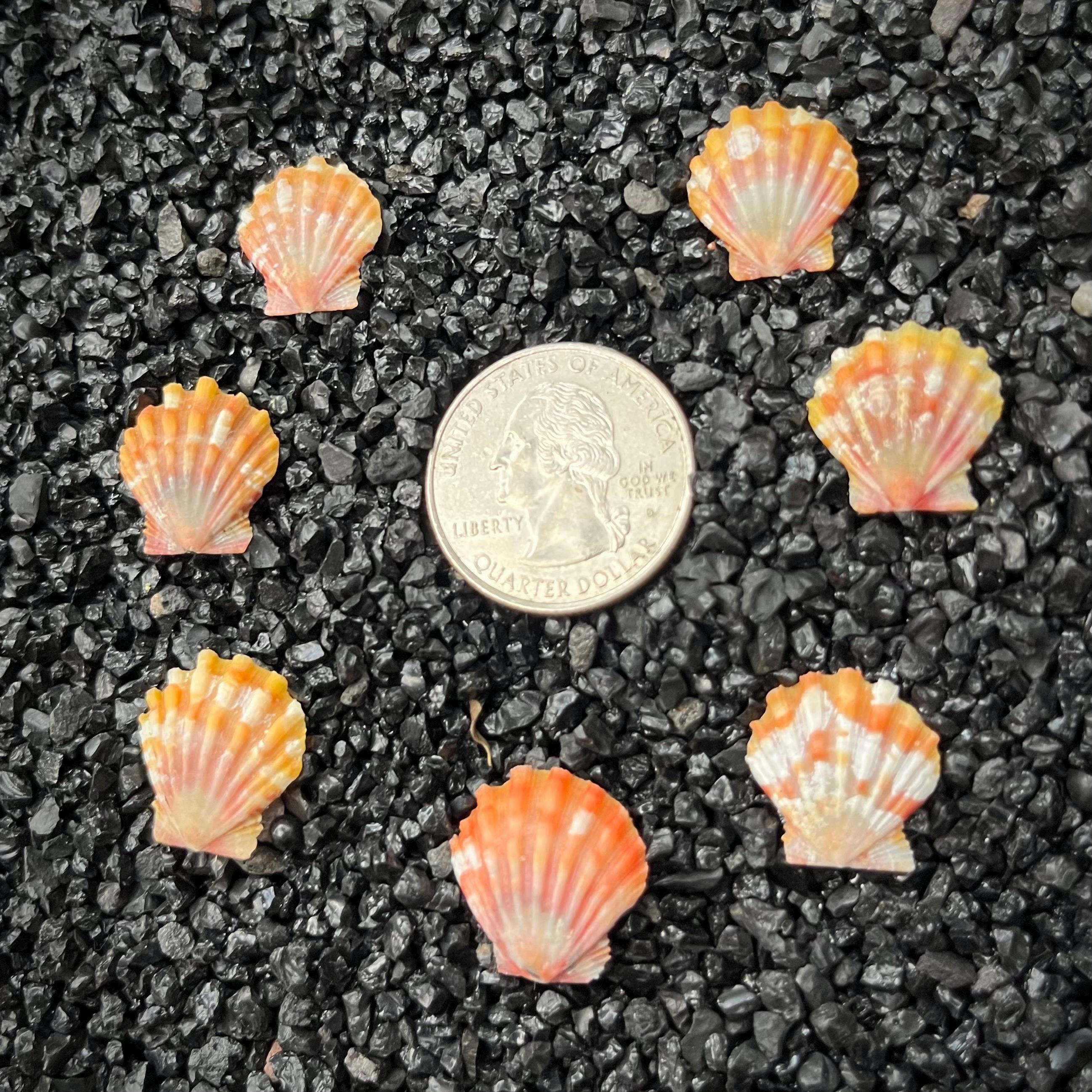 Sunrise Shell From Hawaii - Individual Shell - K - Etsy Canada