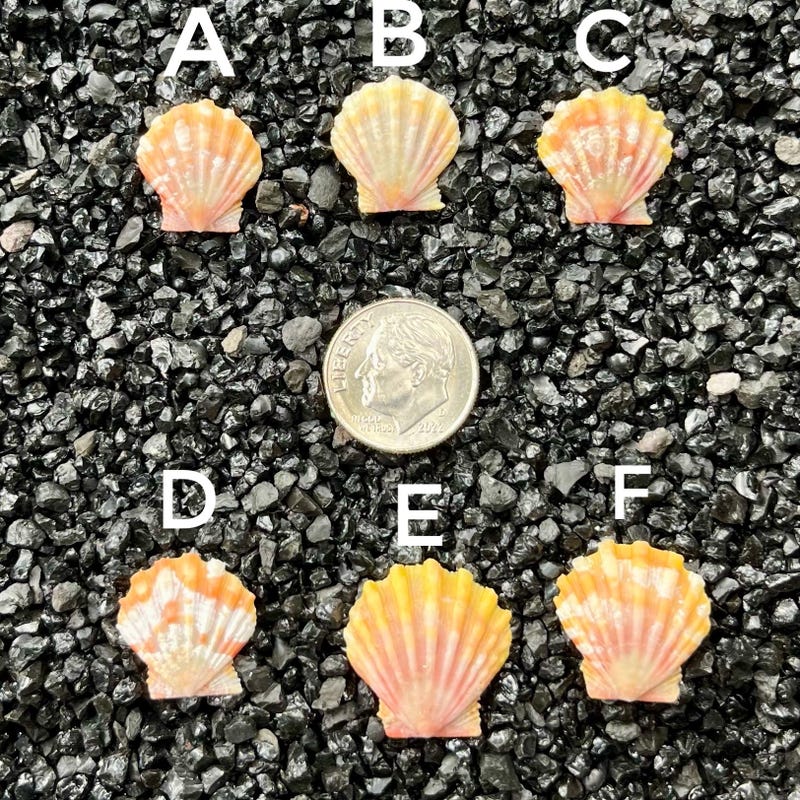 Sunrise Shell Top