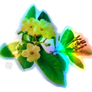 Holographic Hawaii Puakenikeni Flower Vinyl Sticker
