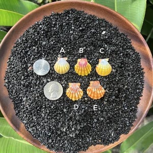 May include: Five small, fan-shaped scallop shells labeled A through E, arranged on a bed of black gravel inside a round wooden bowl. Two silver-colored US quarters are included for scale, one positioned near shell A and one near shell D.