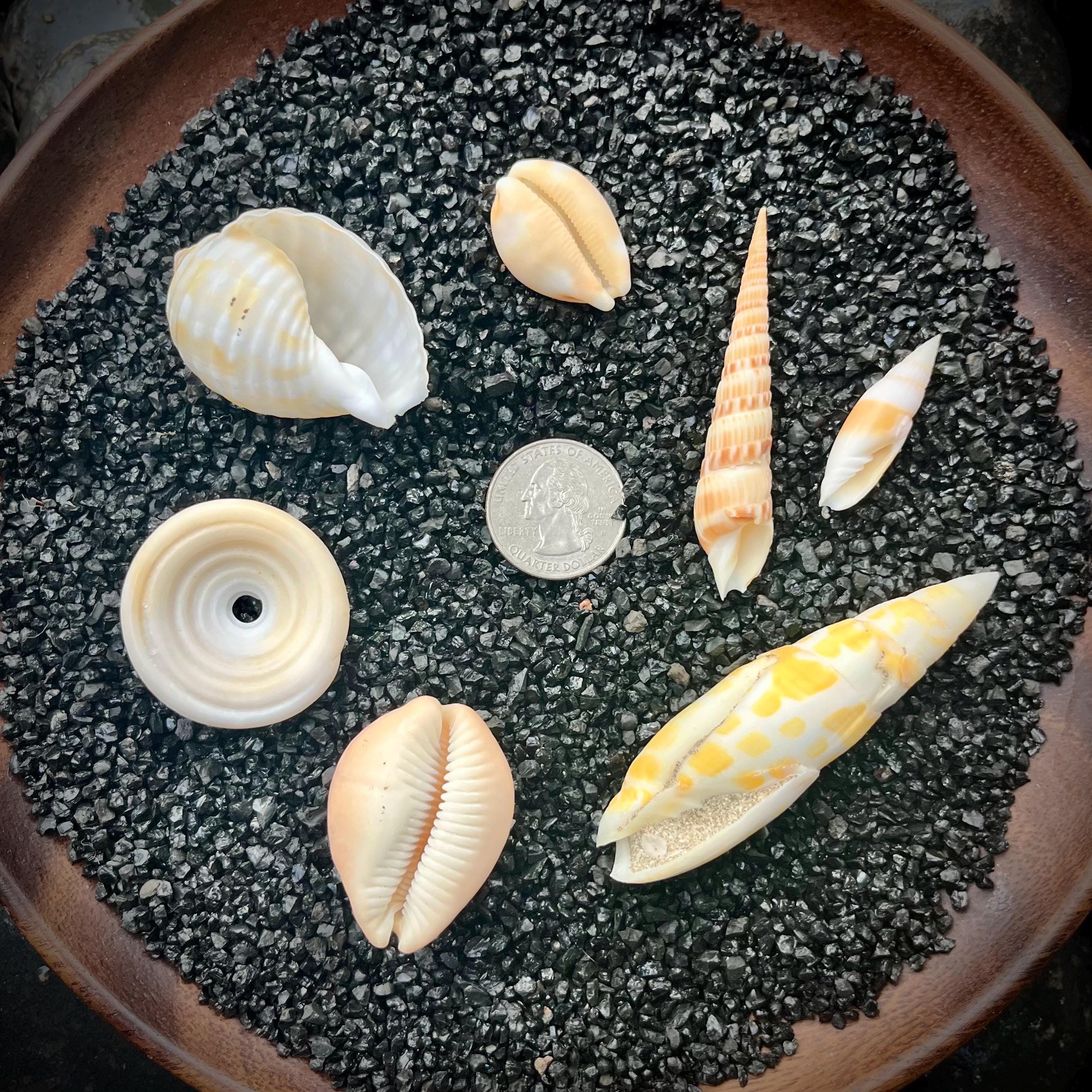 ハワイ産　貝殻 7 個セット - ハワイの貝殻の詰め合わせ - Etsy 日本