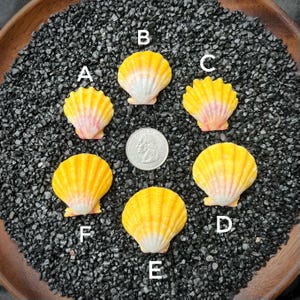 May include: A collection of six decorative seashells with a yellow and pink color scheme. The shells are arranged around a quarter coin on a bed of black gravel. The shells have a textured surface and are of varying sizes.