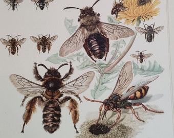 Original Lerntafel "BIENEN" aus der Sammlung "Mitteleuropäische Insekten", Deutschland 1956