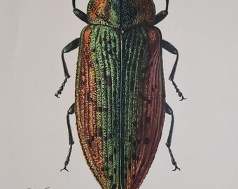 Original Lerntafel "PRACHTKÄFER" aus der Sammlung "Mitteleuropäische Insekten", Deutschland 1956