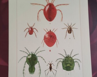 Original Lerntafel "MILBEN" aus der Sammlung "Mitteleuropäische Insekten", Deutschland 1956