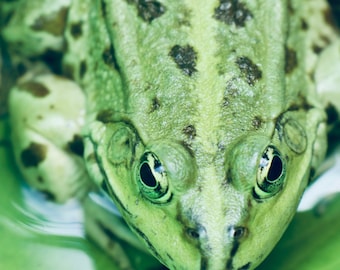 Grenouille verte amicale