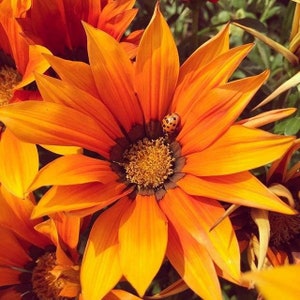 Coccinella e fiore