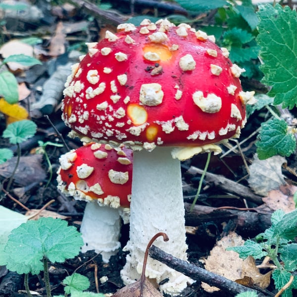 Fly Agaric