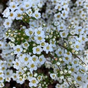 Puede incluir: Primer plano de un grupo de pequeñas flores blancas con centros amarillos. Las flores están en plena floración, con múltiples pétalos. La imagen muestra un tema floral natural, con un enfoque en los delicados detalles de las flores.