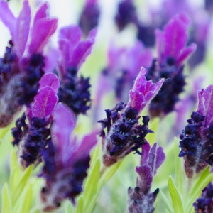 May include: Close-up of purple lavender flowers with green stems and leaves. The flowers have a fuzzy texture and are in bloom.