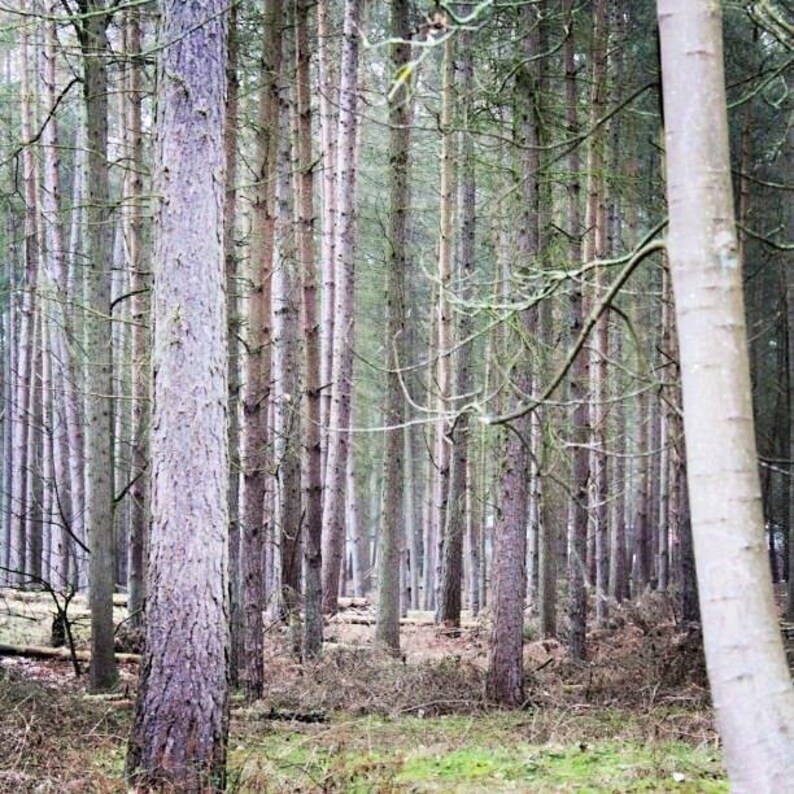 Can't See the Wood for Trees. Etsy