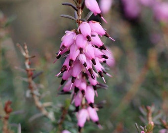 Tarjeta de felicitación De Heather