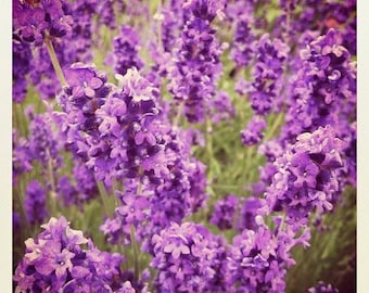 Bonitas flores moradas - Tarjetas de felicitación