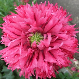 Beautiful Pink Flower