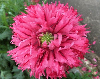 Beautiful Pink Flower
