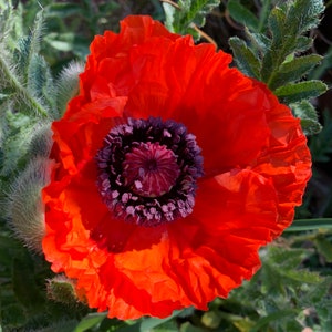 Papoula