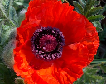 Poppy