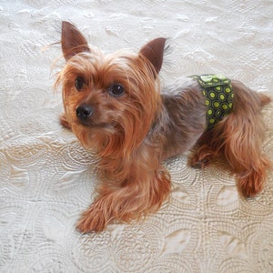 May include: A small brown and tan Yorkshire Terrier dog wearing a green and white polka dot diaper on a white quilted blanket.