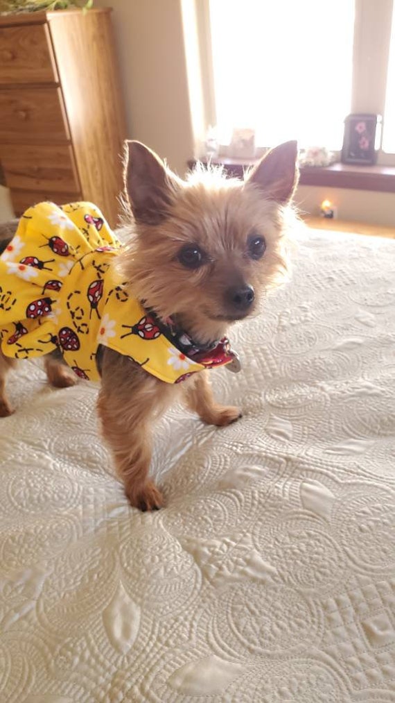 Ladybug Dog Harness Dress, Cute Pet Vest Clothing - Etsy