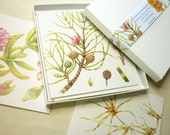 Botanical cards - boxed gift set - six coastal plants