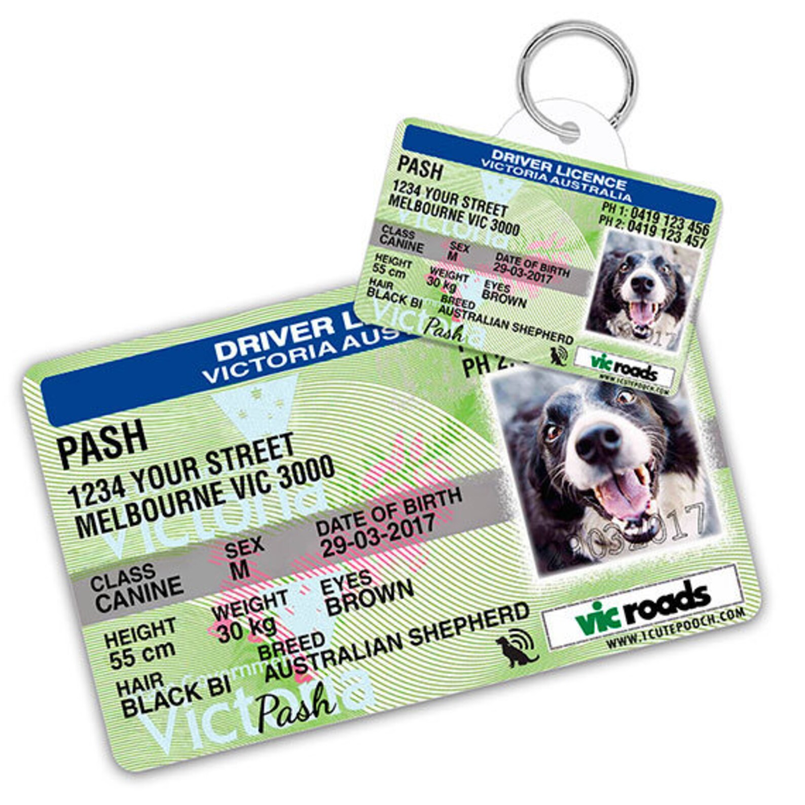 License tags. T-plate dog. Dog license плакат. Dog license плакат. Pet drive.