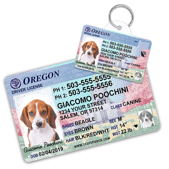 dog drivers license tag