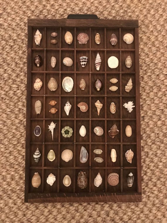 Seashell Study In Small Vintage Printers Tray Image 0