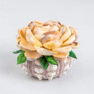 Seashell Apricot Rose Flower