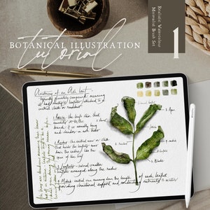 Procreate Tutorial 1 | Aquarell Grünes Eschenblatt Botanische Illustration