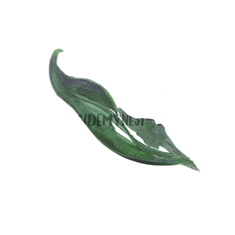Digital Hunter Green Watercolour Leaf Clipart Logo Digital Etsy - image 0