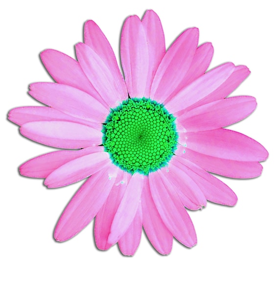 Daisy PNG, Flowers, Garden, Spring (Digital Download)