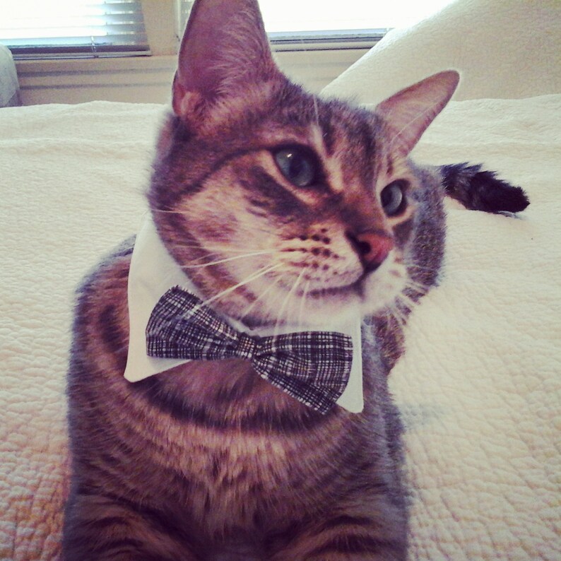 Fancy white cat collar with black and white bow tie Etsy