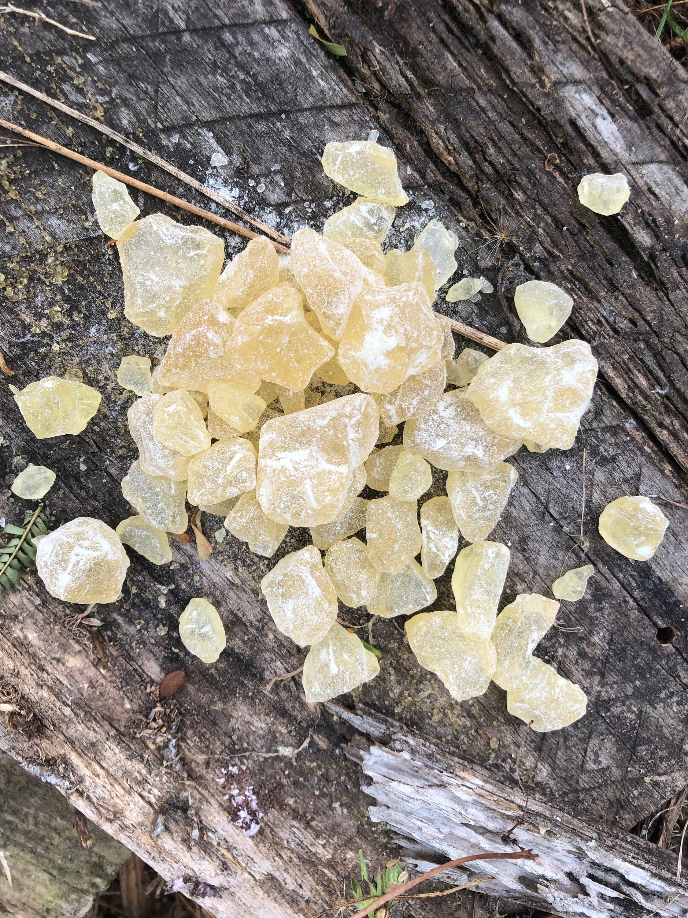 Pine Rosin - Tree Resin for Making Beeswax Food Wraps, Food Grade Pine Resin  Natural Hand Grip Enhancer Gum Nugget Rock Form - Buy Online - 169006379