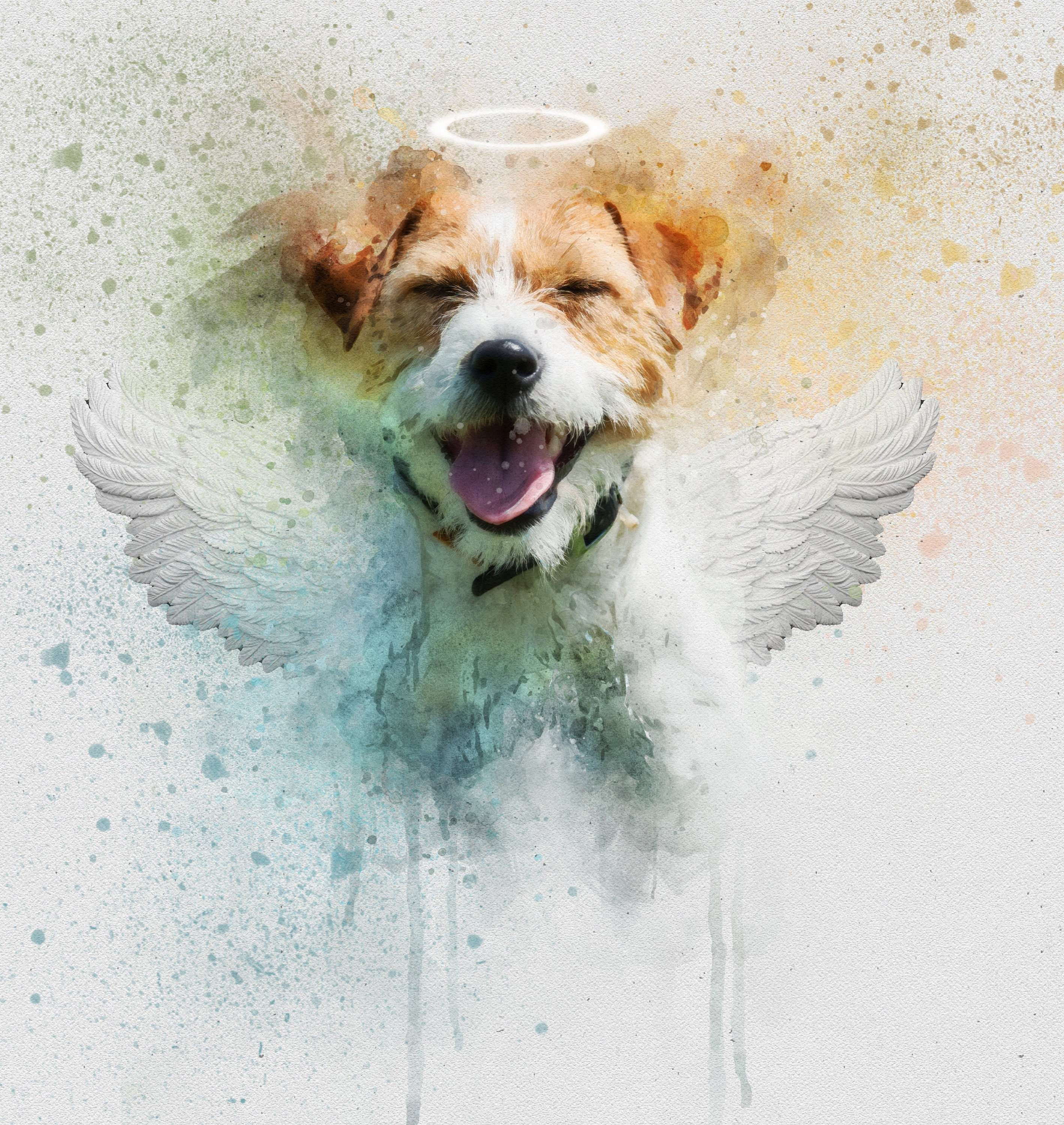 Angel Halo for Dogs