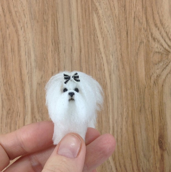 miniature maltese dog