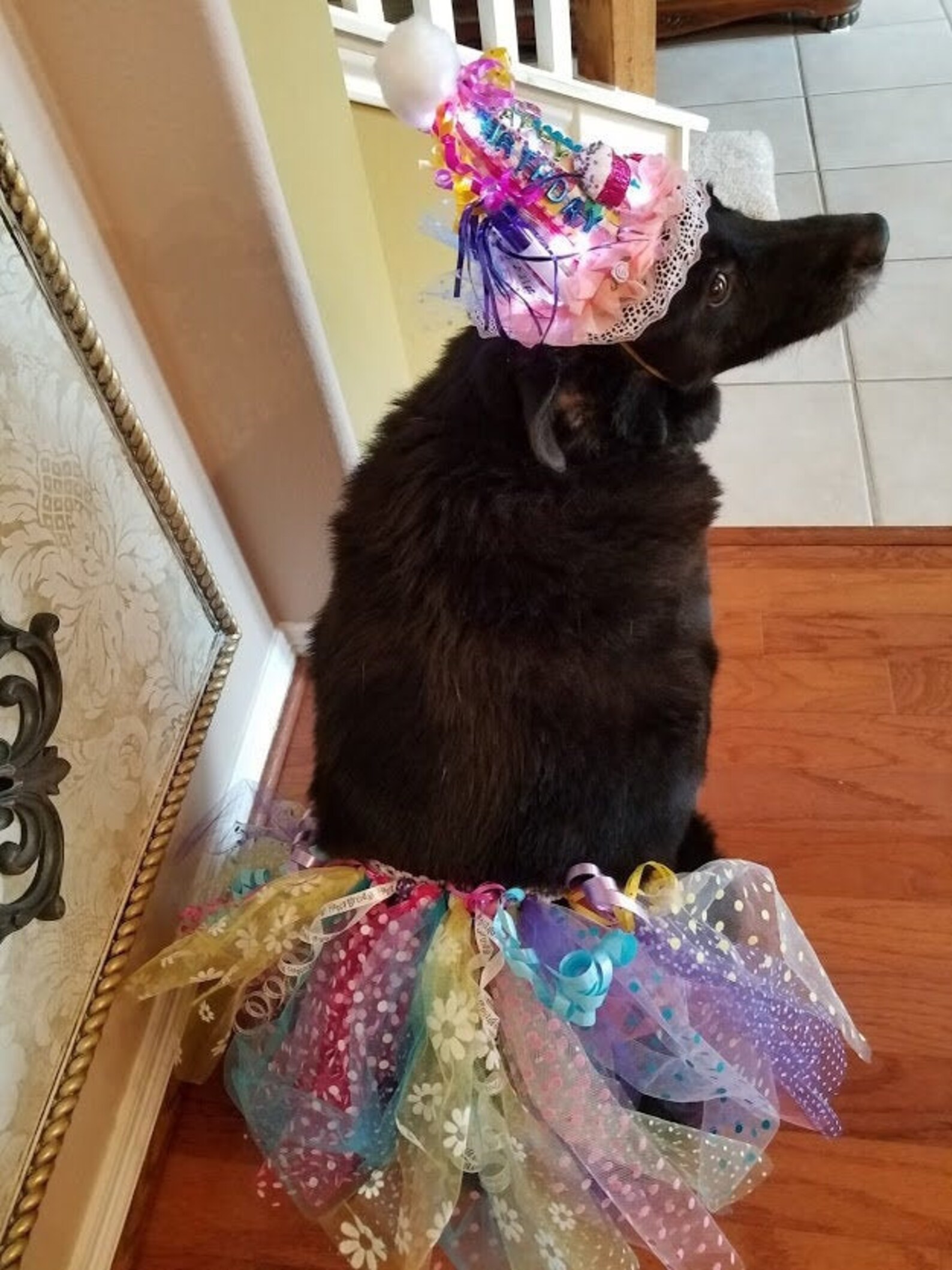 Dog Birthday Outfit Medium to Large Size Lighted Dog Etsy