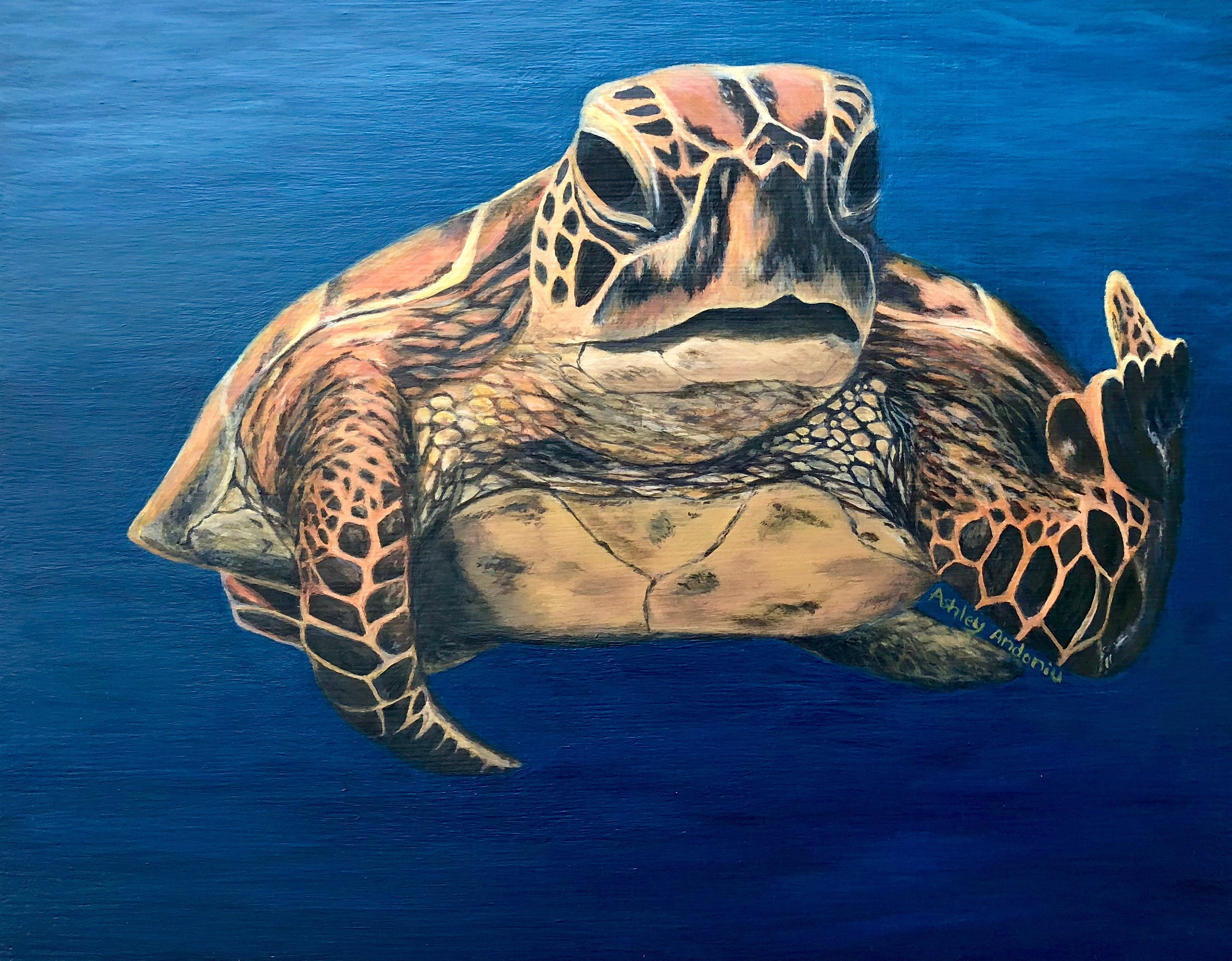 16+ Sea Turtle Paint Color