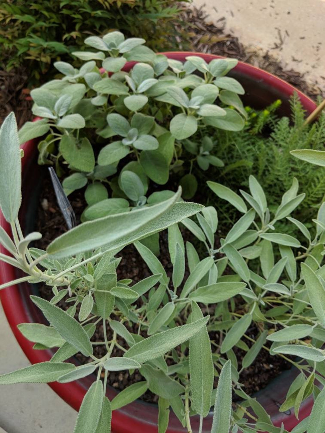Fresh Air Dried Sage Whole Leaf From Hedgewitch's Own Etsy